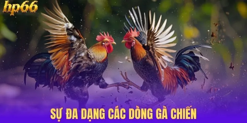Sự đa dạng các dòng gà chiến
