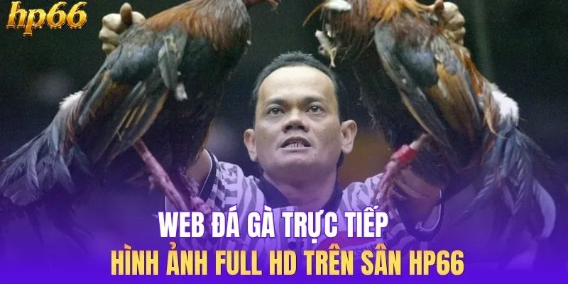 Web Đá Gà Trực Tiếp - Hình ảnh Full HD Trên Sân HP66